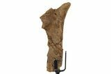 Fossil Hadrosaur Rib Section w/ Metal Stand - South Dakota #339896-1